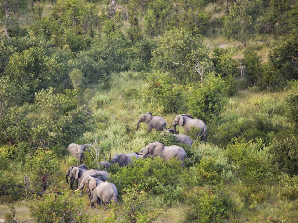 North_Island_Okavango_Elephants_iqax8l