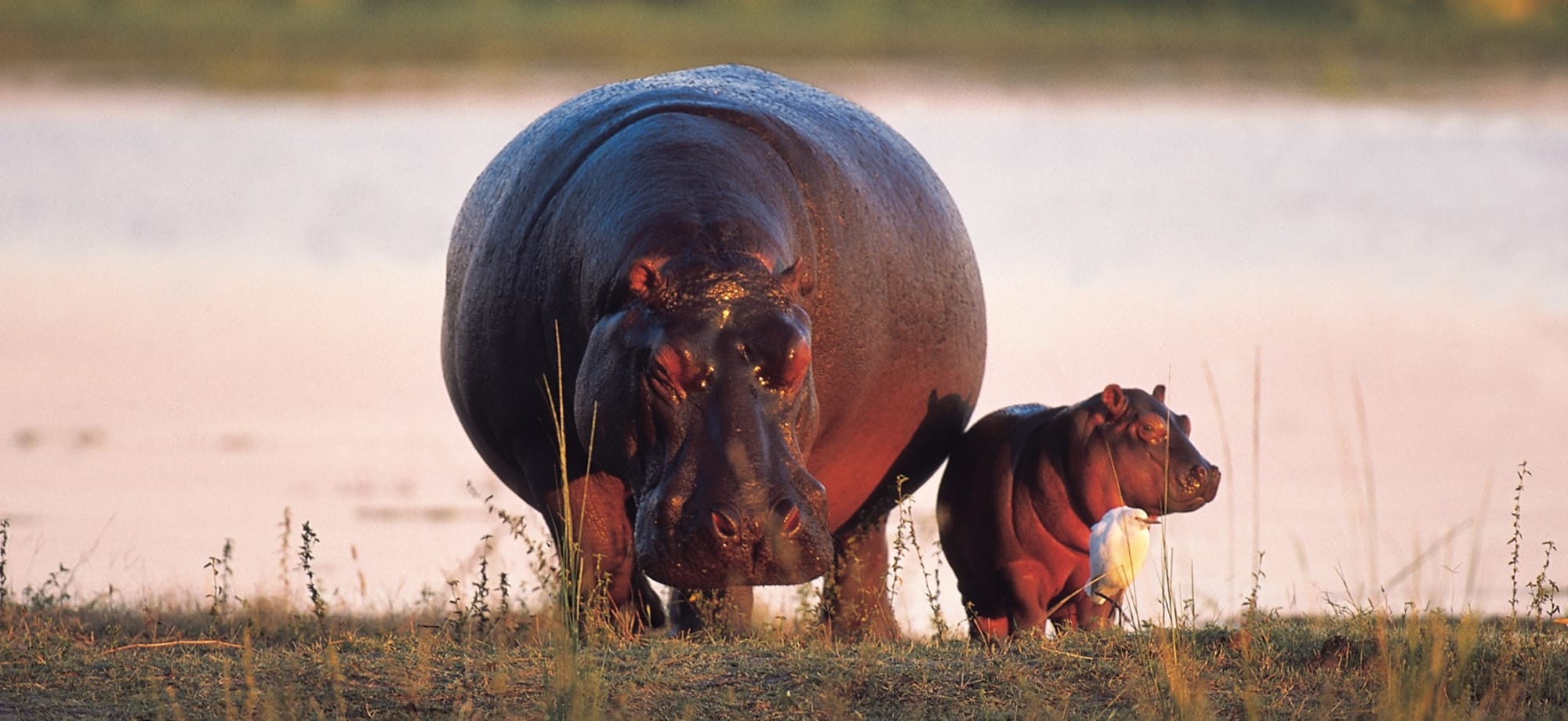 North_Island_Okavango_Hippo_umayts-2