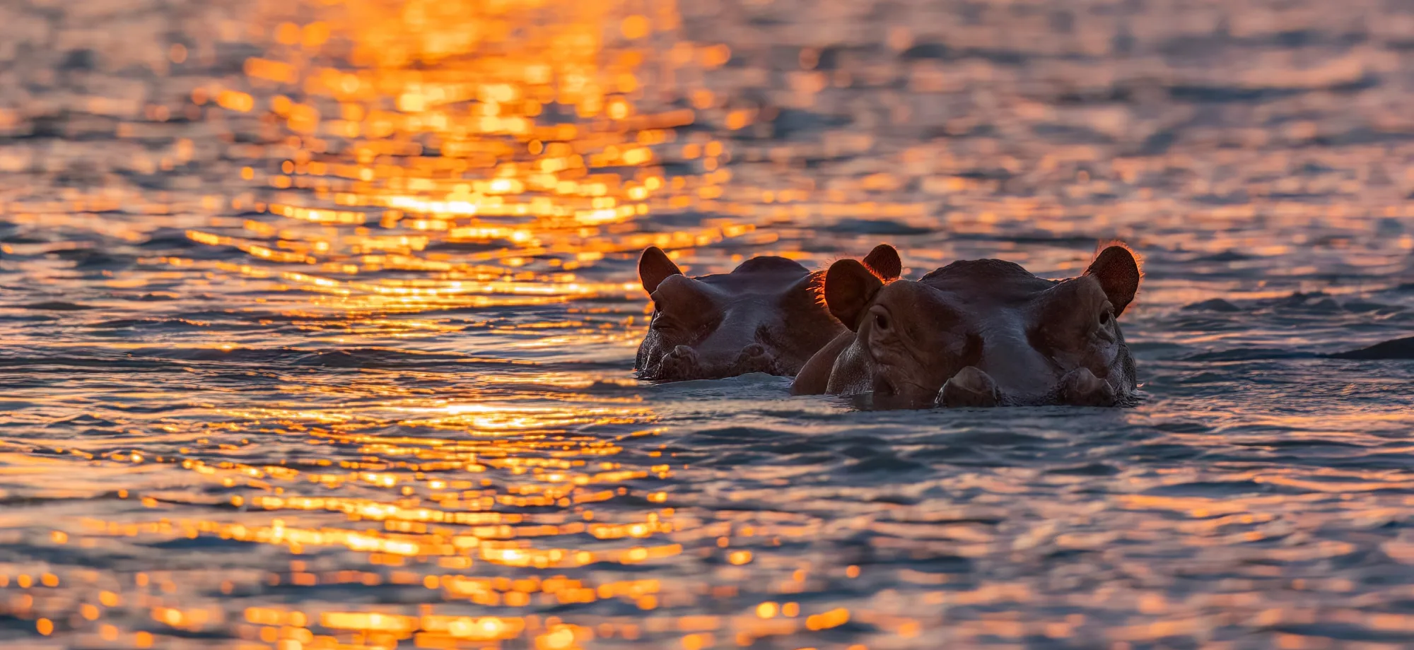 Two hippos pop their heads past the surface of the river in Nyerere National Park