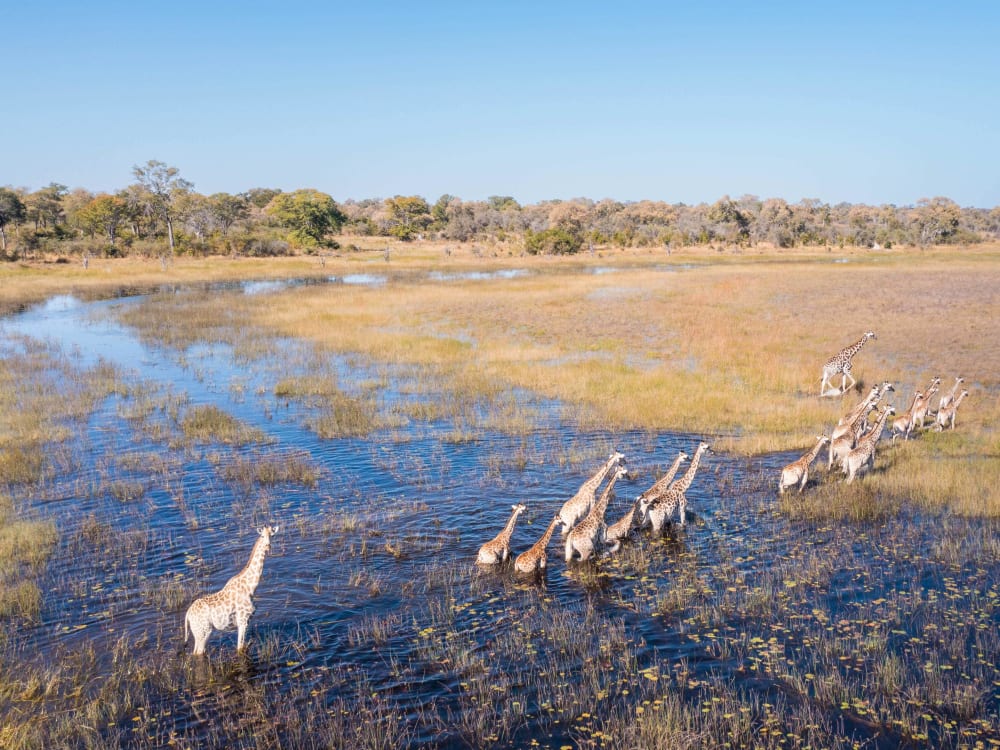Okavango_Explorers_Camp_Game_Viewing_1_pllten-1