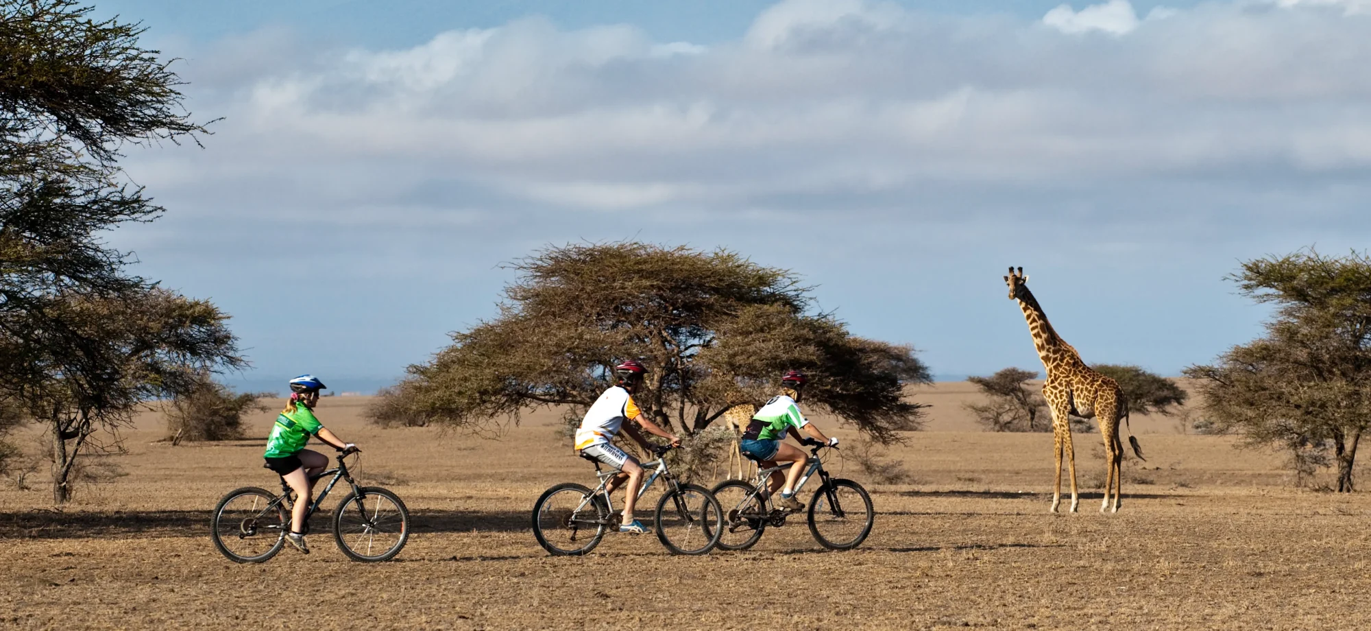 Three people ride bicycles on the savannah beside a giraffe during the day.
