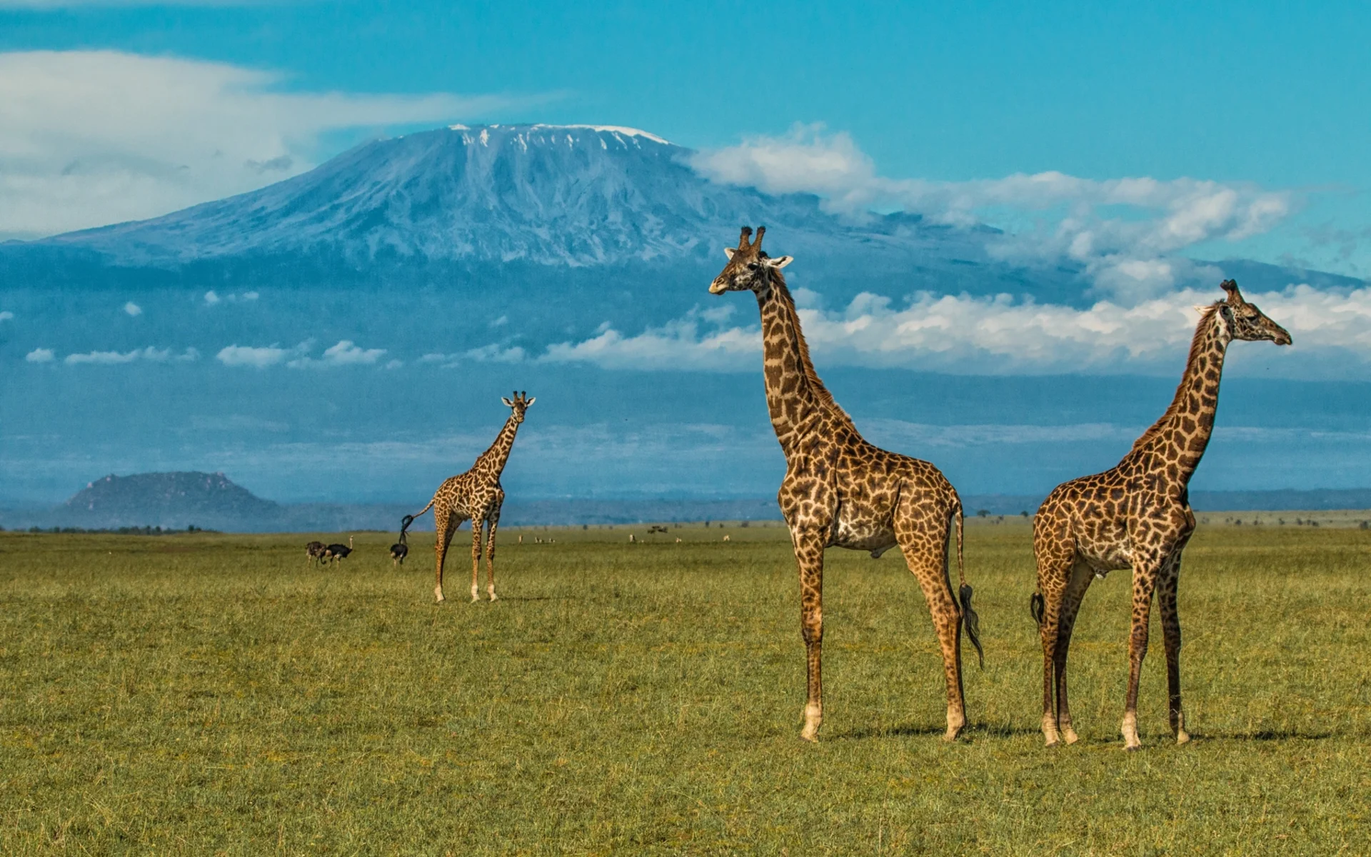 Three giraffes stand ahead of Ol Donoyo Sabuk's gigantic peak during daytime