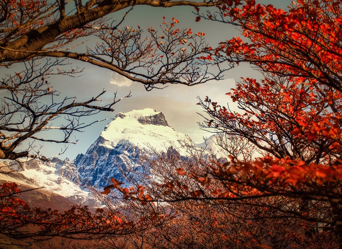 A snowcapped mountain has been framed by red leaves and trees. 