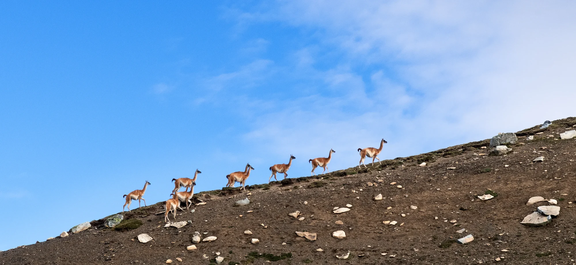 A line of guanacos wander up a steep hill ahead of a bright blue sky.