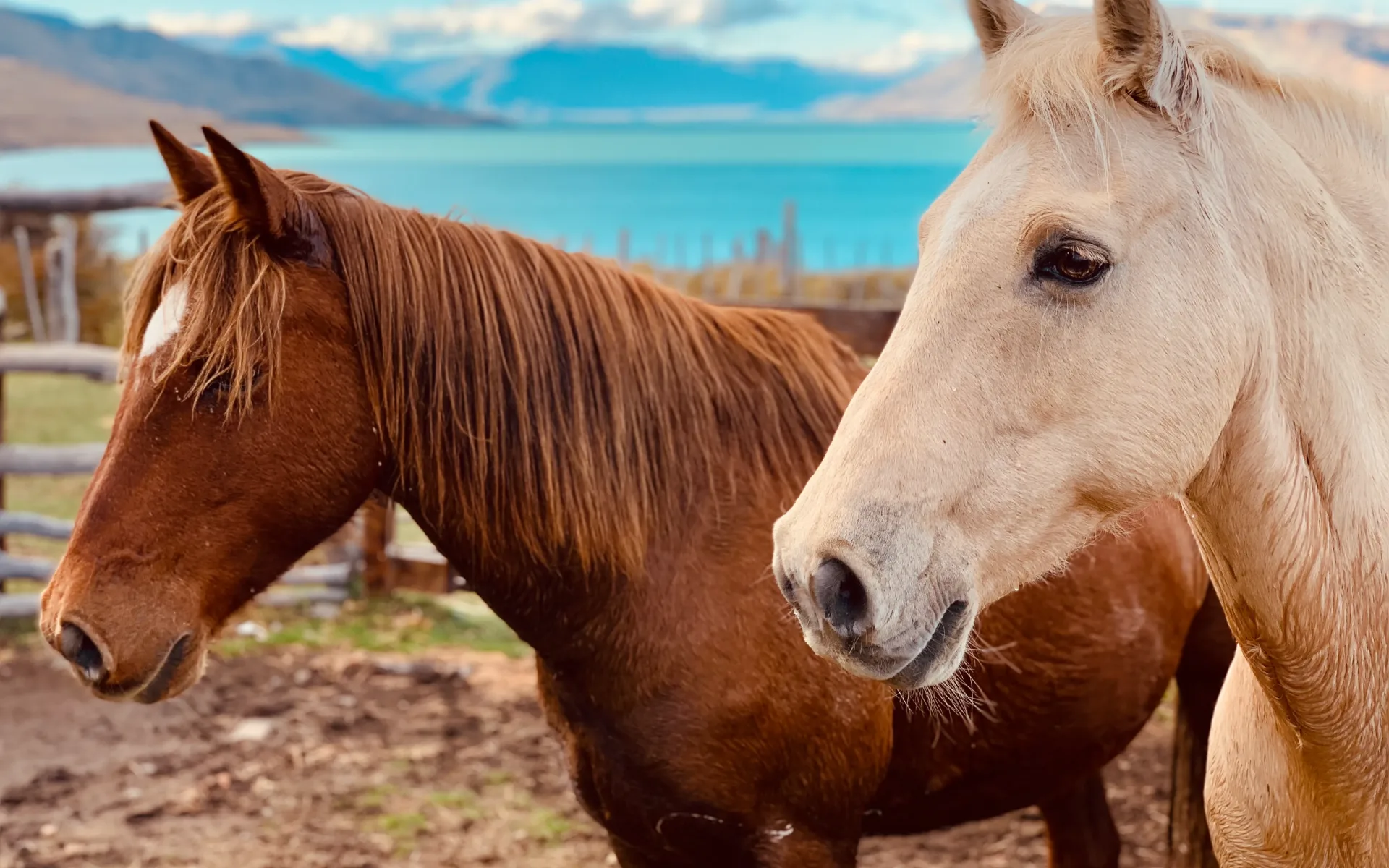 Two horses, one with a brown coat and one with a cream coat, stand ahead of Lake San Martin.