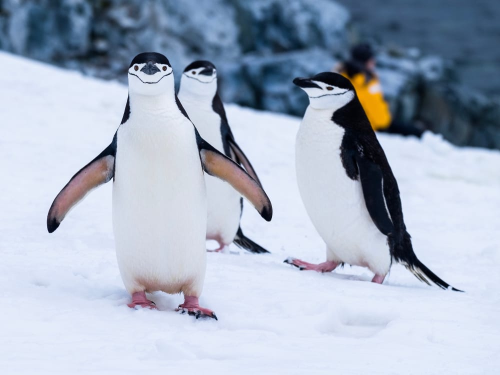 Penguins_Free_Stock_Image_Unsplash_2019_CCDerek_Oyen-3Xd5j9-drDA_n2jjsx