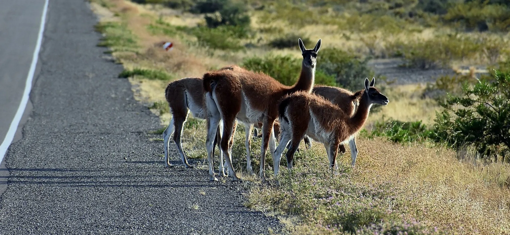 Guanacos is standing in the middle of the road.