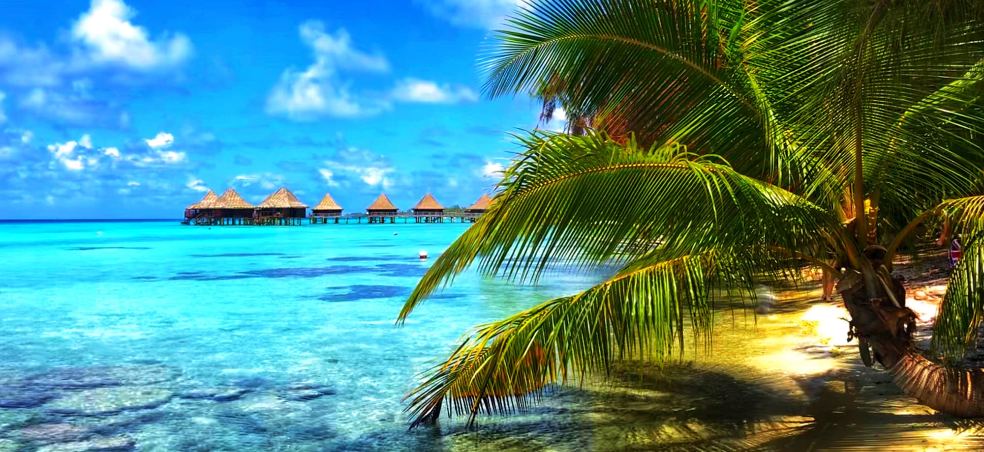 A beautiful view from far bungalows on Rangiroa atoll, French Polynesia, in the shade of a palm trees forest.