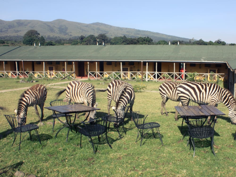 Outdoor tables and chairs, visited by many zebra