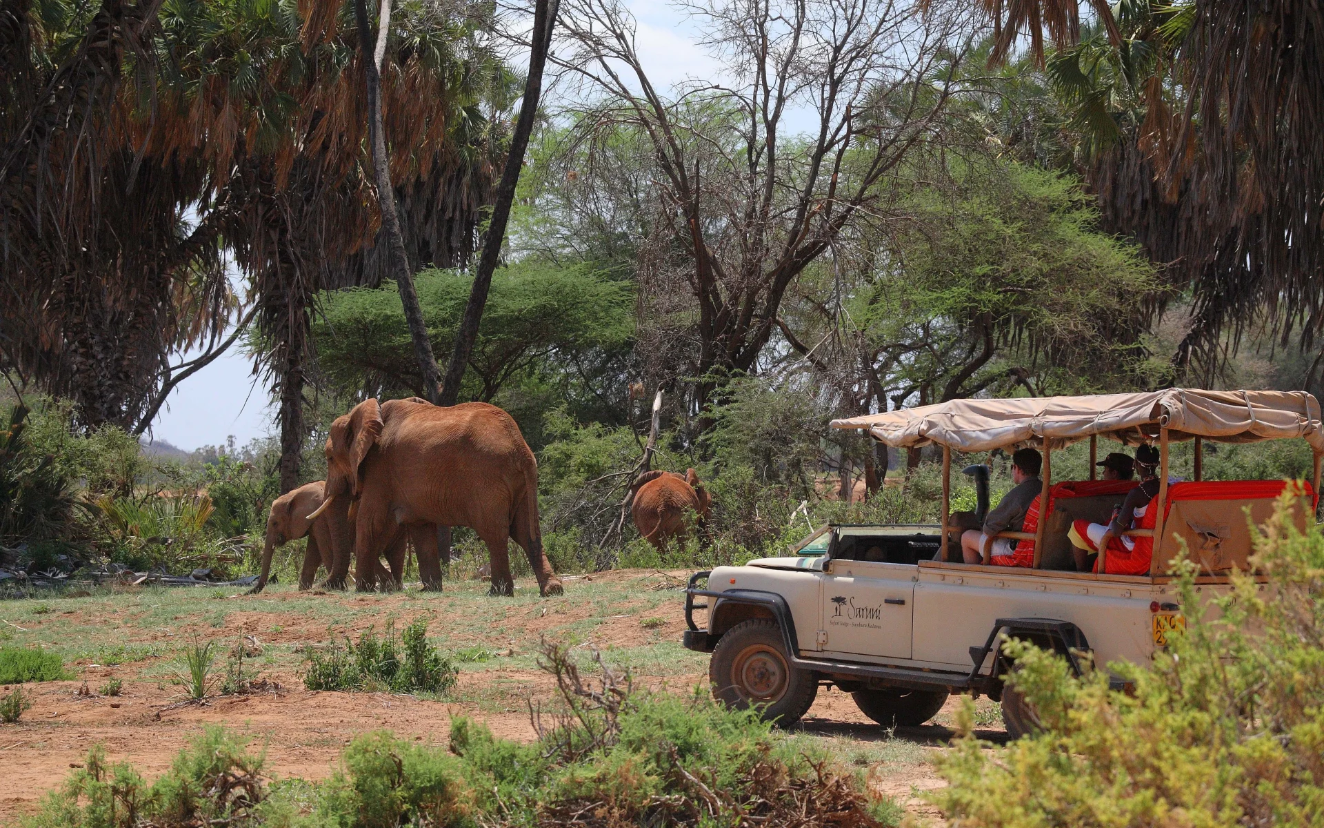 An elephant wanders ahead of a 4x4 vehicle in Samburu National Reserve