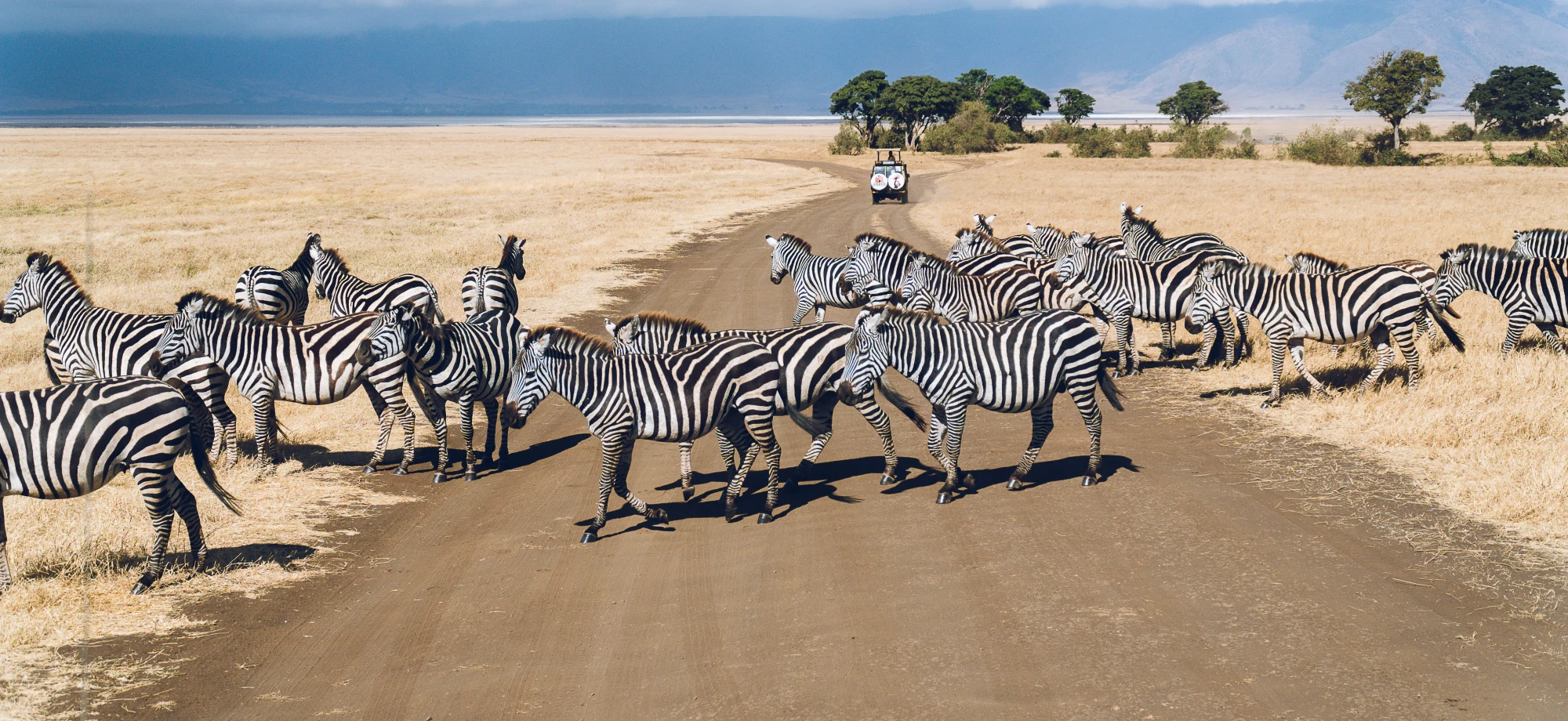 Herds of zebra run across a dusty path whilst a game vehicle drives slowly towards them on a bright, sunny day in Tanzania.
