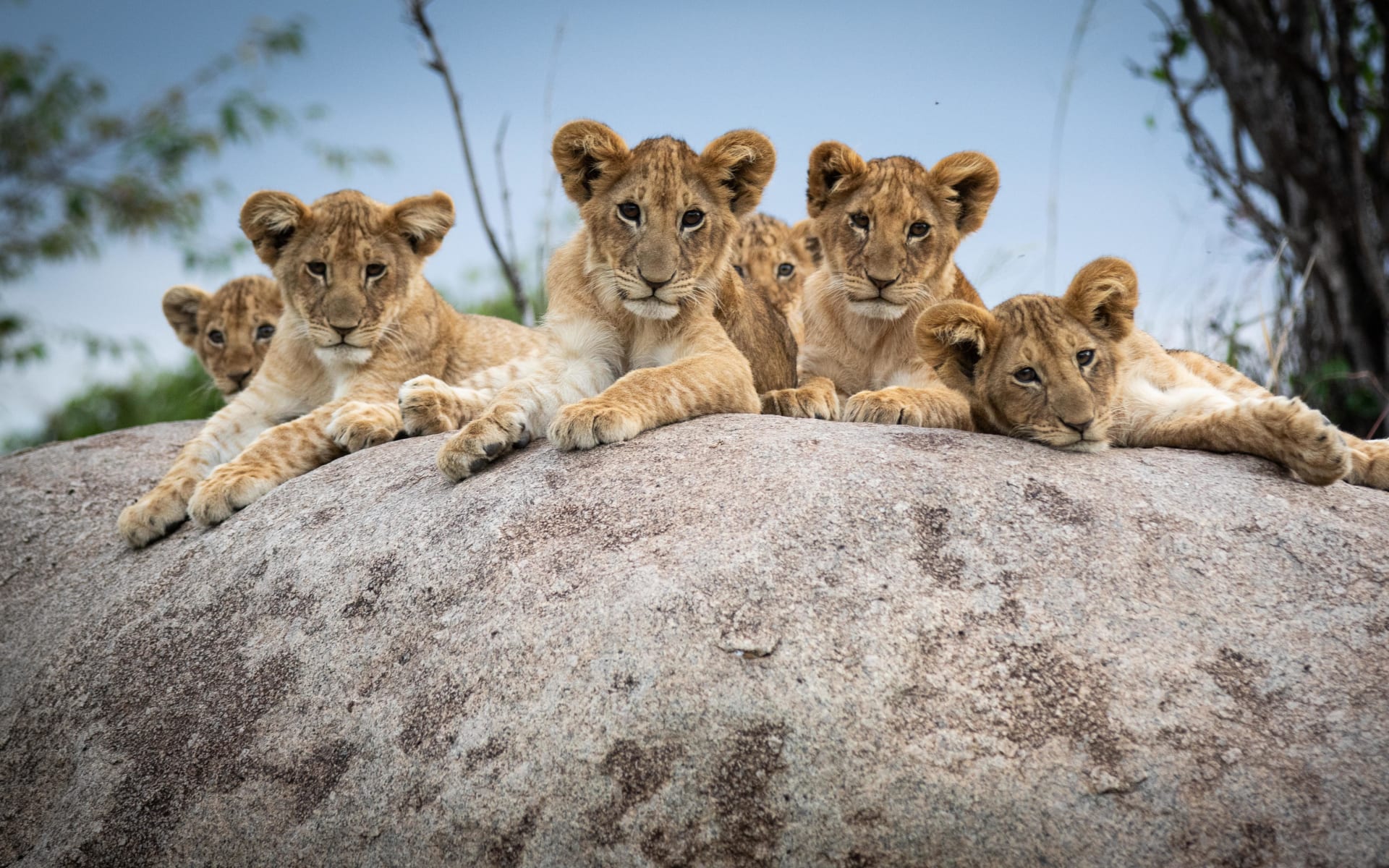 Tanzania_Lamai_Lions