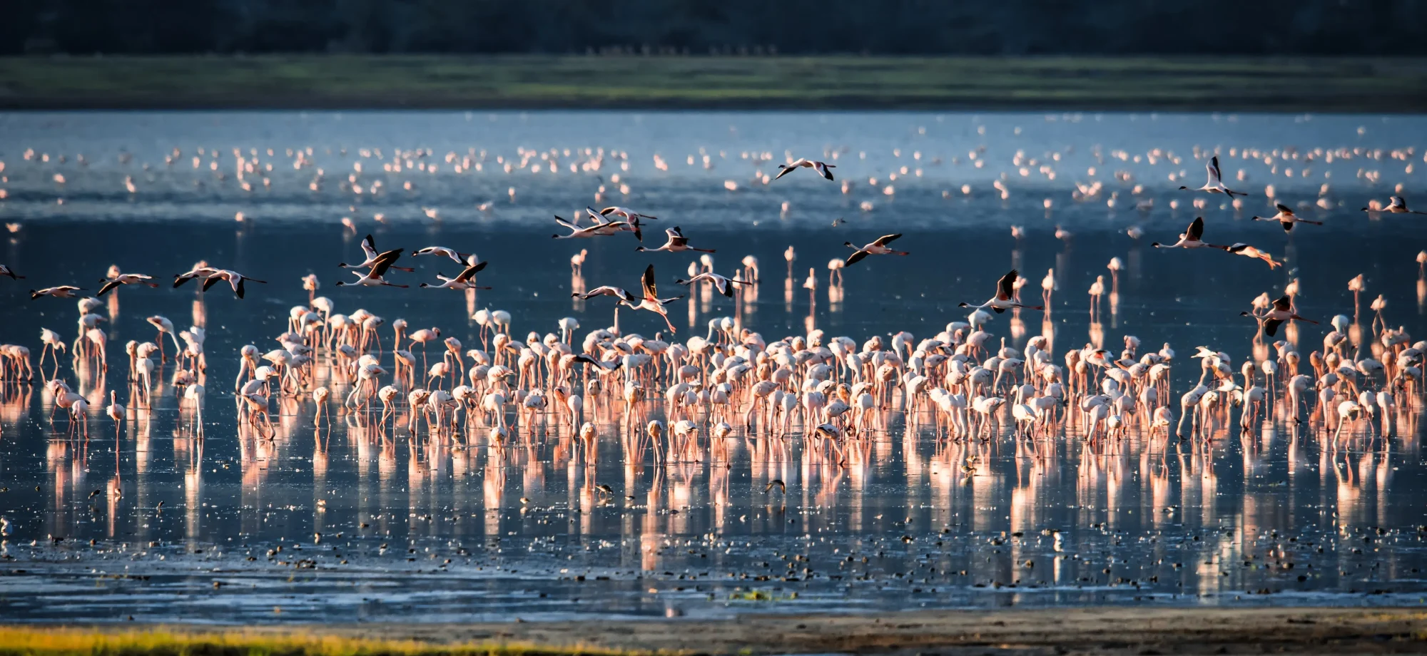 A large flock of pink flamingos drink from Lake Manyara, accompanied by a variation of other aquatic birds.