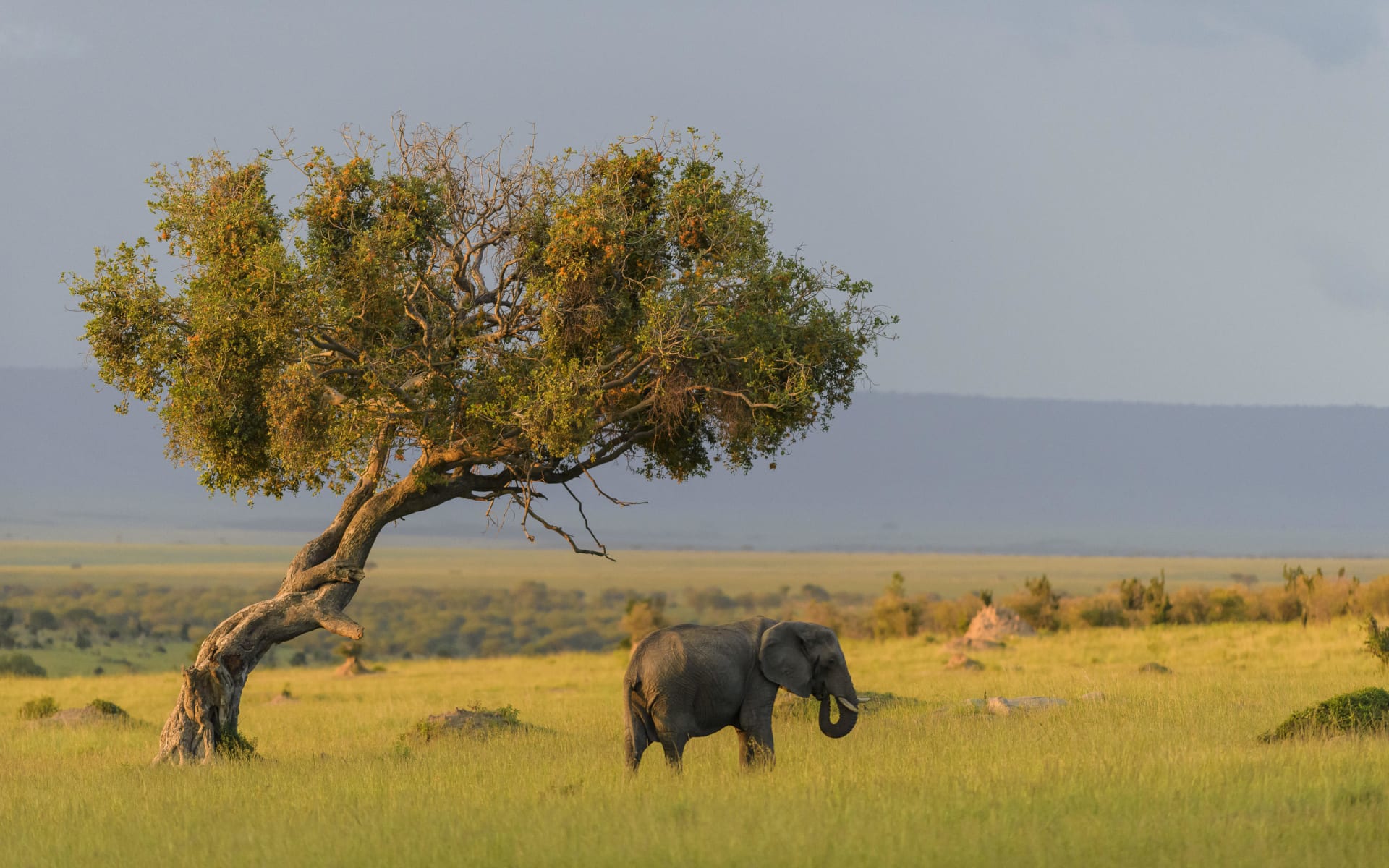 Tanzania_serengeti_elephant_lamai_raggett-0732_xwbyqd-1