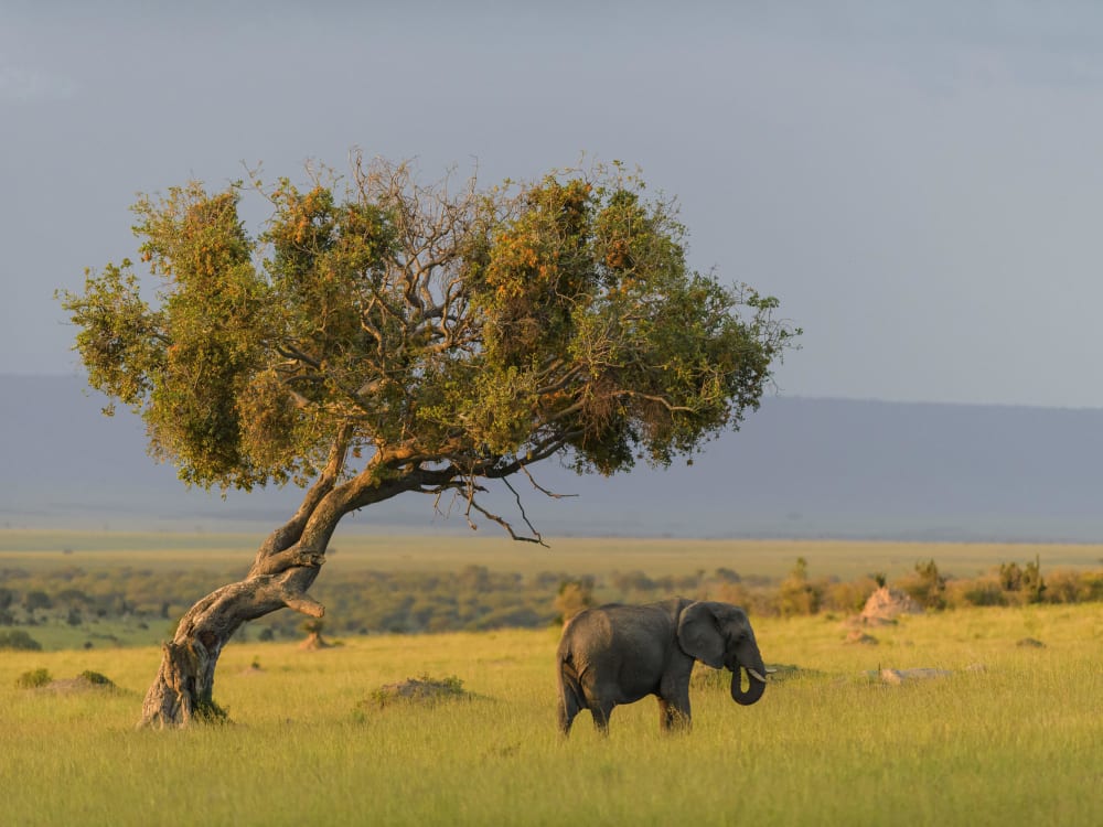 Tanzania_serengeti_elephant_lamai_raggett-0732_xwbyqd-2