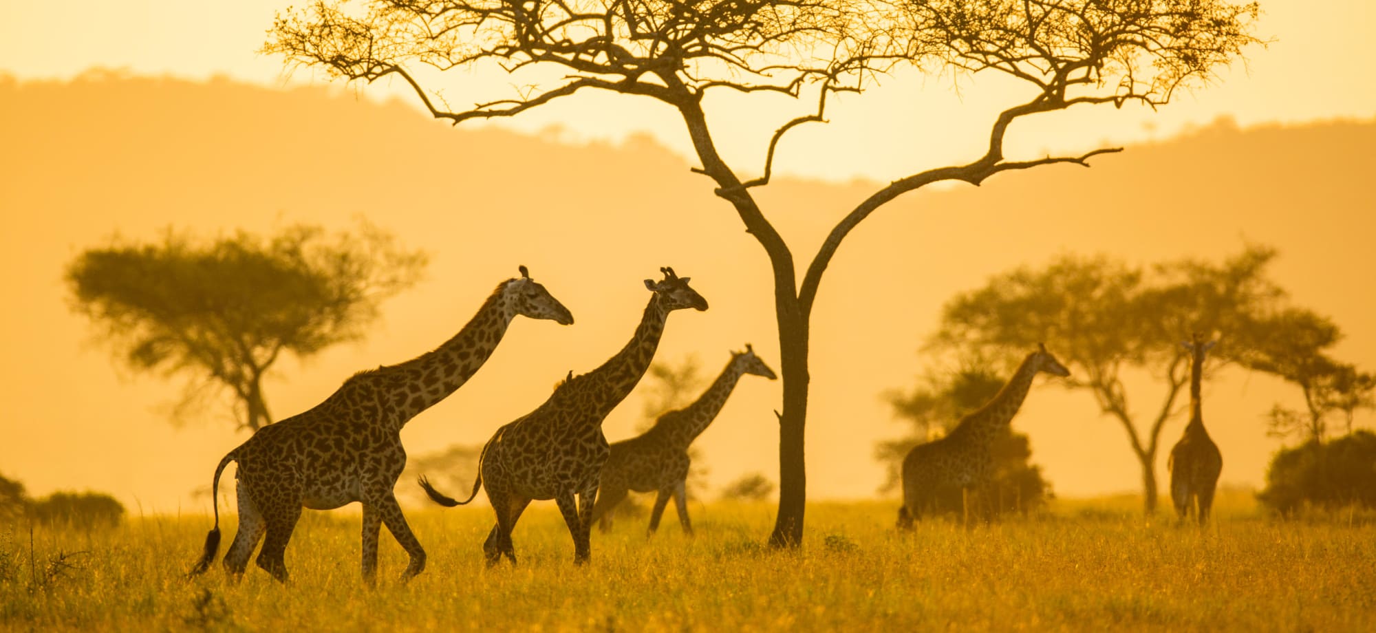 Tanzania_serengeti_giraffes_Elewana_Serengeti_Pioneer_Camp