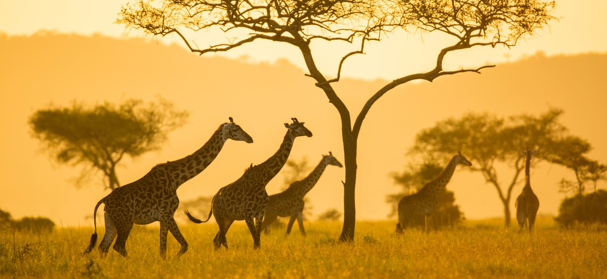 Conserving Tanzania: A luxury venture into the Serengeti