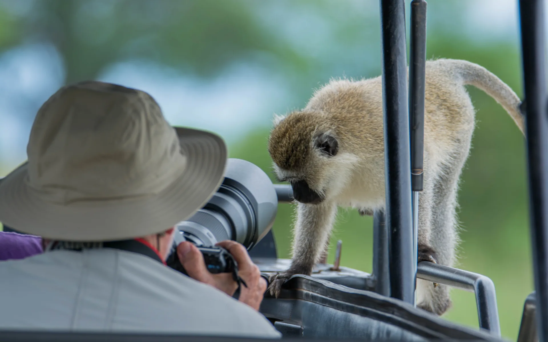 A safari traveller is taking an up-close picture of a small, furry monkey.