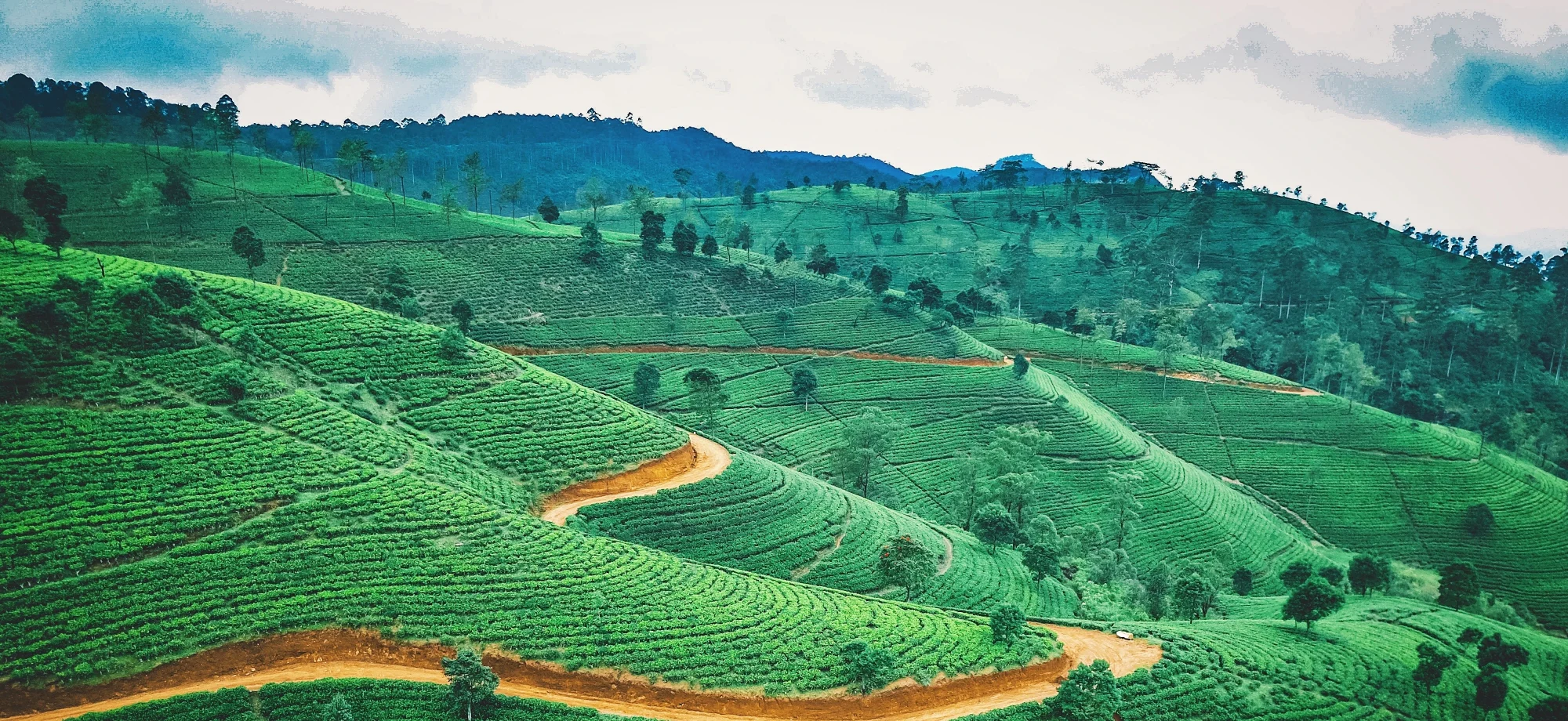 Tea country fields in Sri Lanka. 