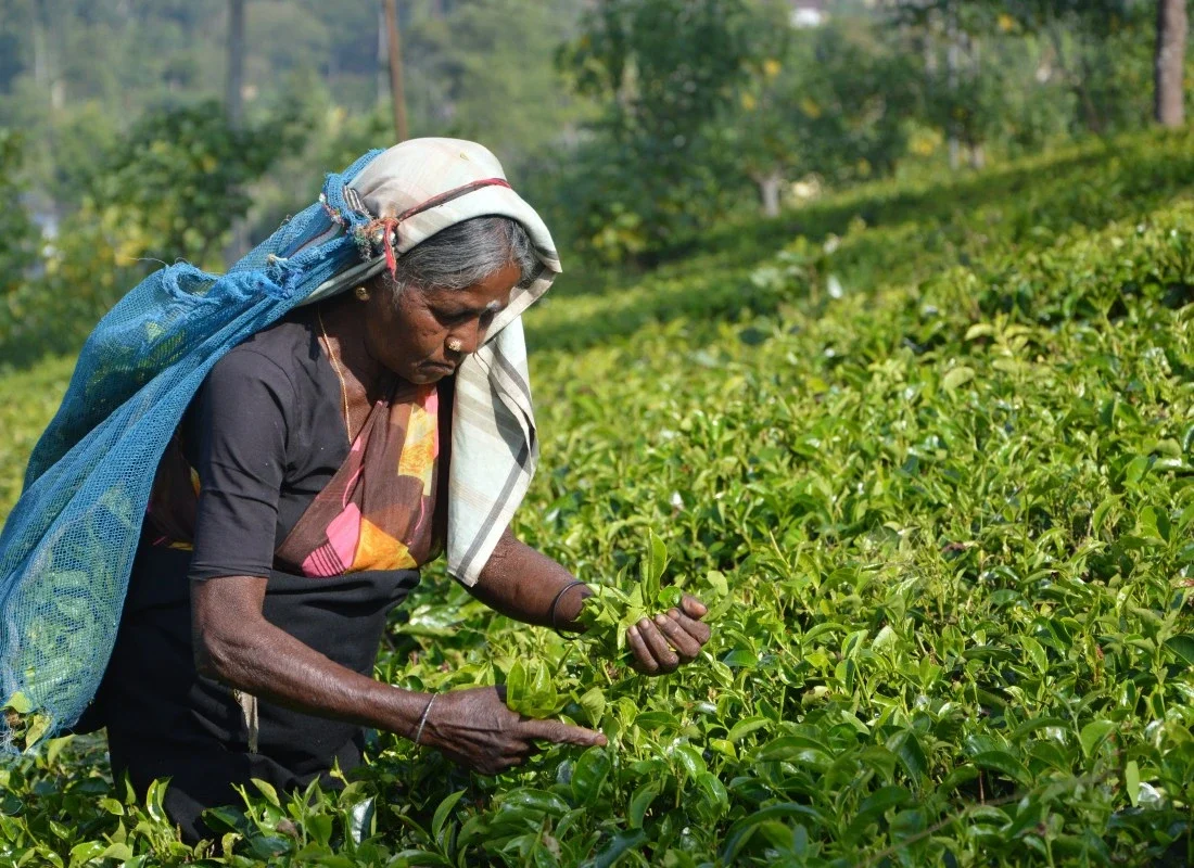 A woman is picking tea leaves in a tea plantation in Sri Lanka. 