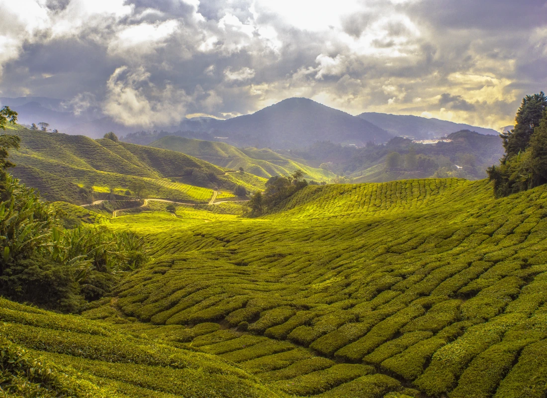 Views of the tea country in Sri Lanka. 