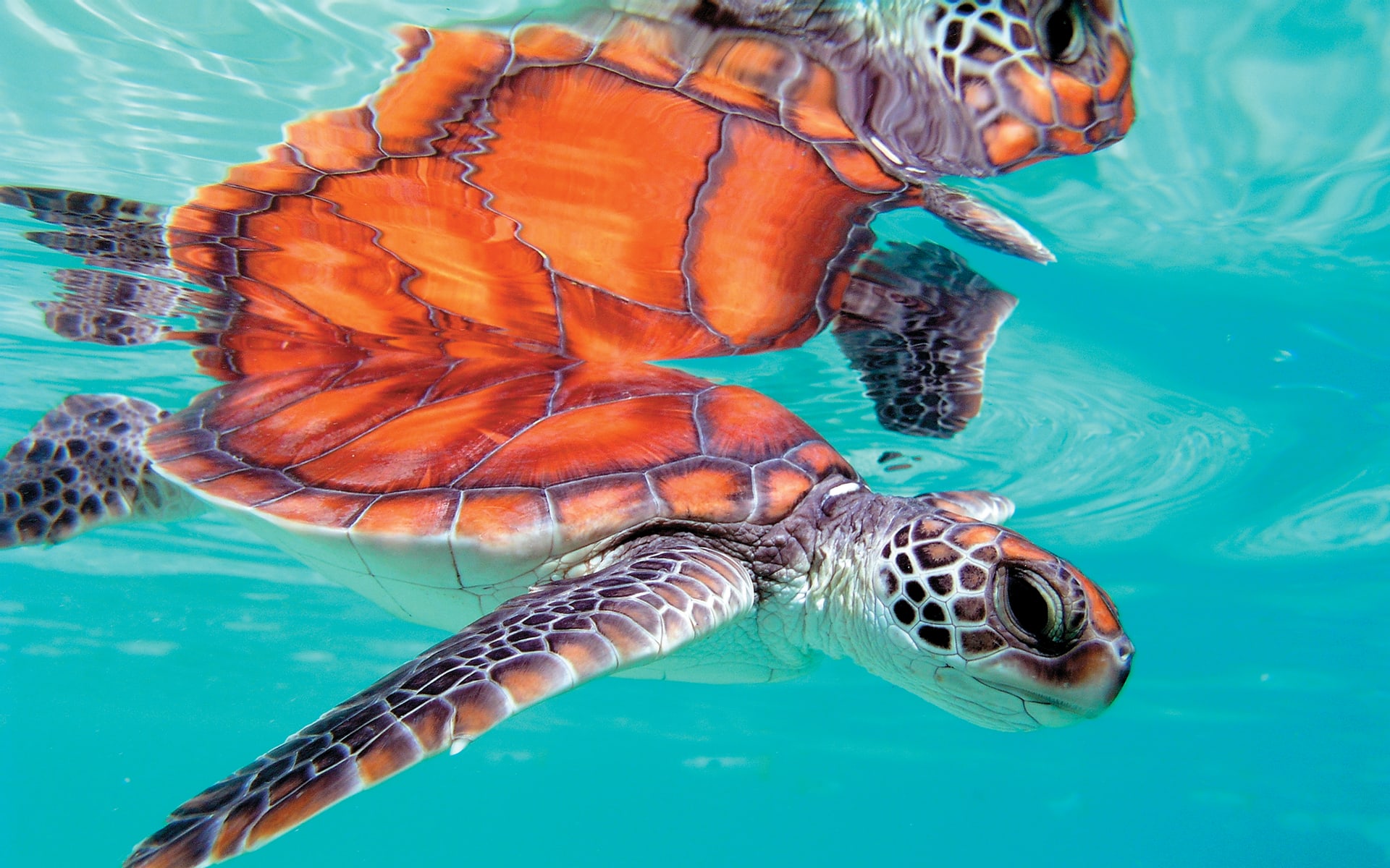 Turtle swimming in crystal clear blue ocean
