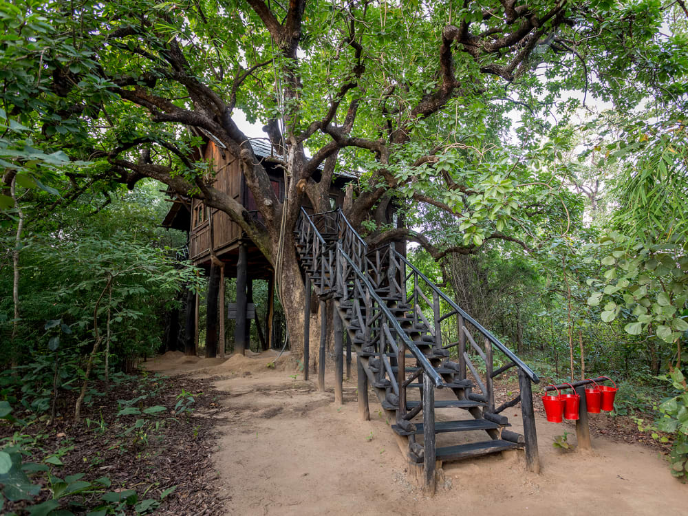 Staircase entrance to the treehouse