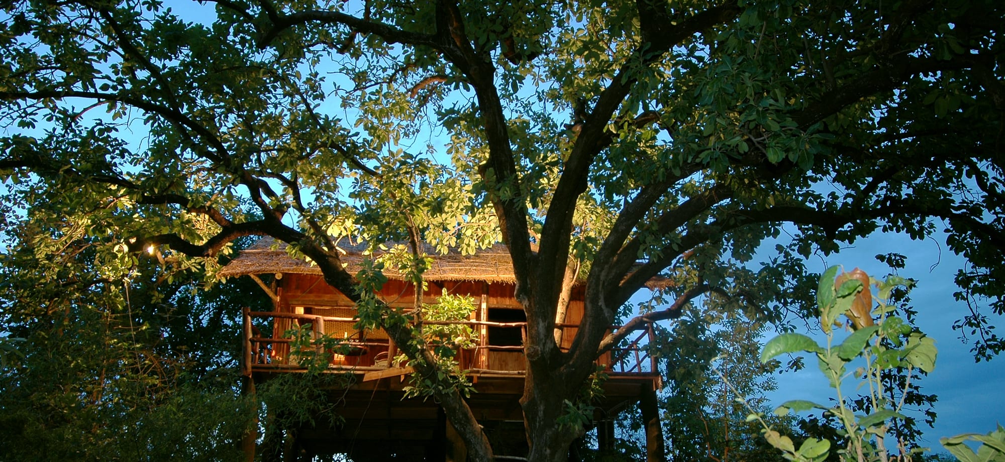 A treehouse built within large trees
