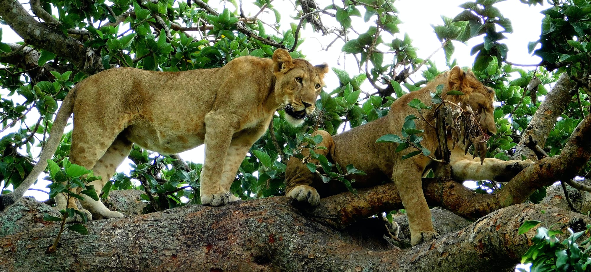 Two lions climbing trees in Uganda.