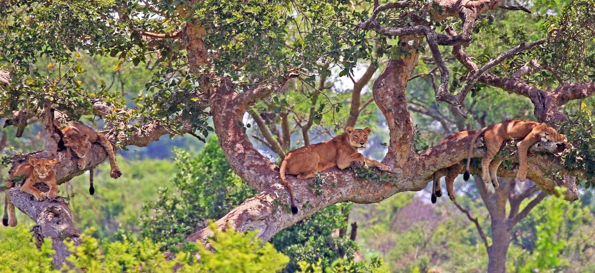 Uganda_Tree_climbing_lions_4_vdripc