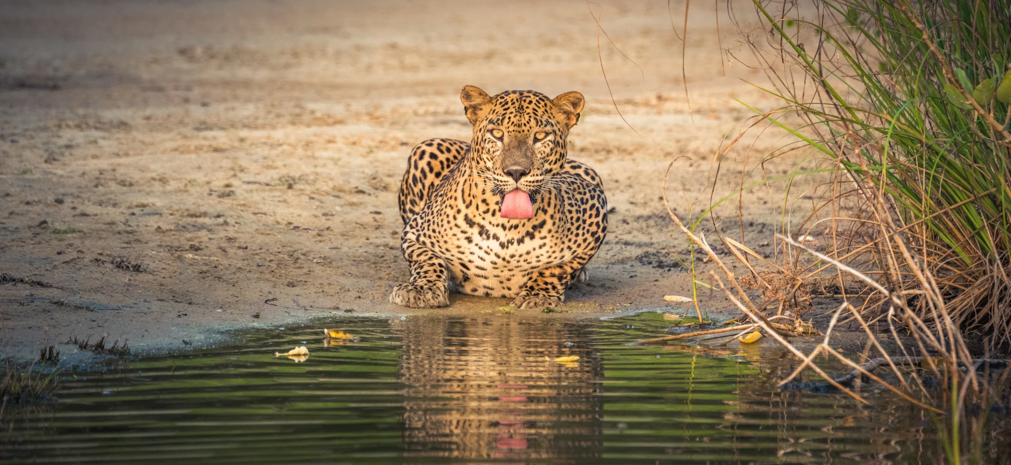 A leopard is drinking from a lake. 