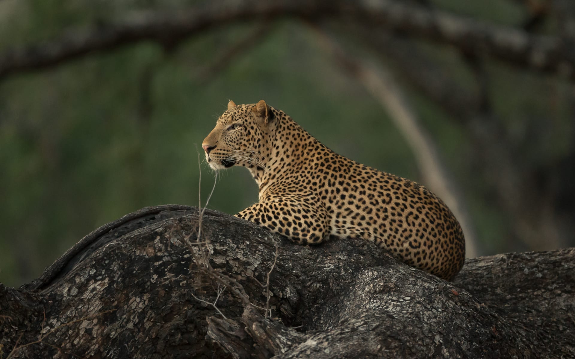 Zambia_Gavin_Opie_Safaris_Leopard_Watching_kljxjs