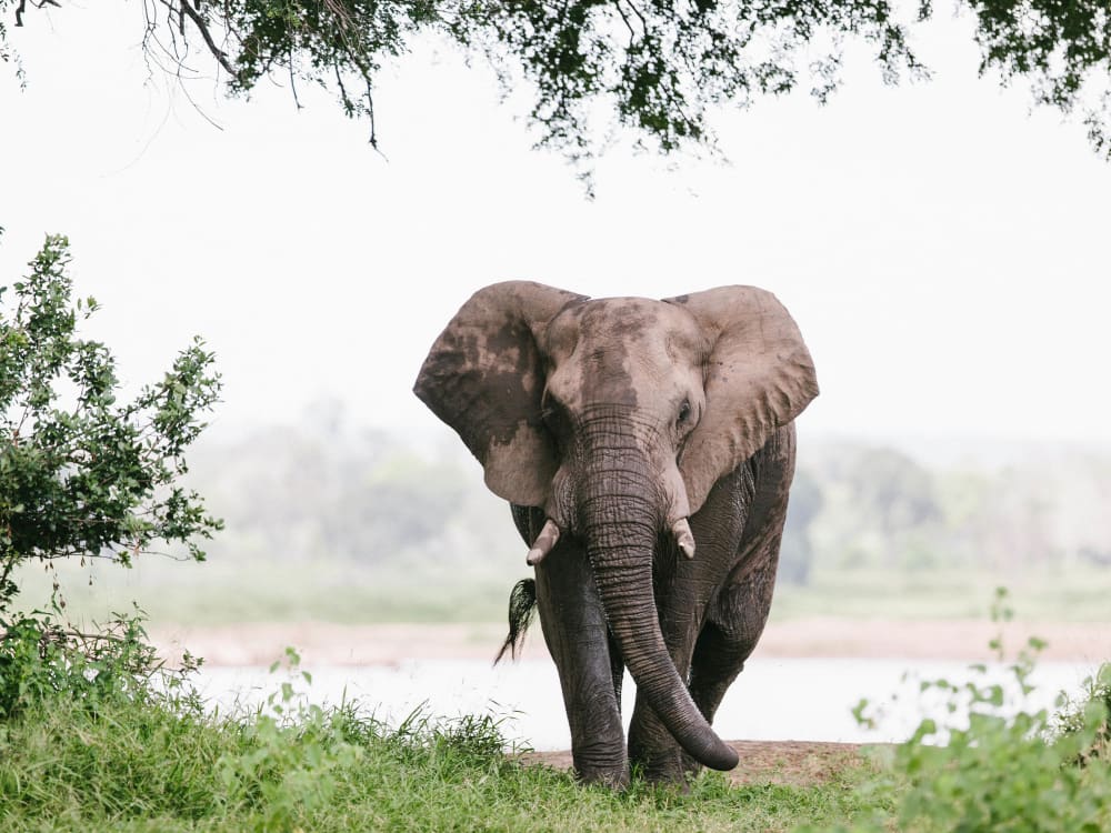 Zimbabwe_elephant-2