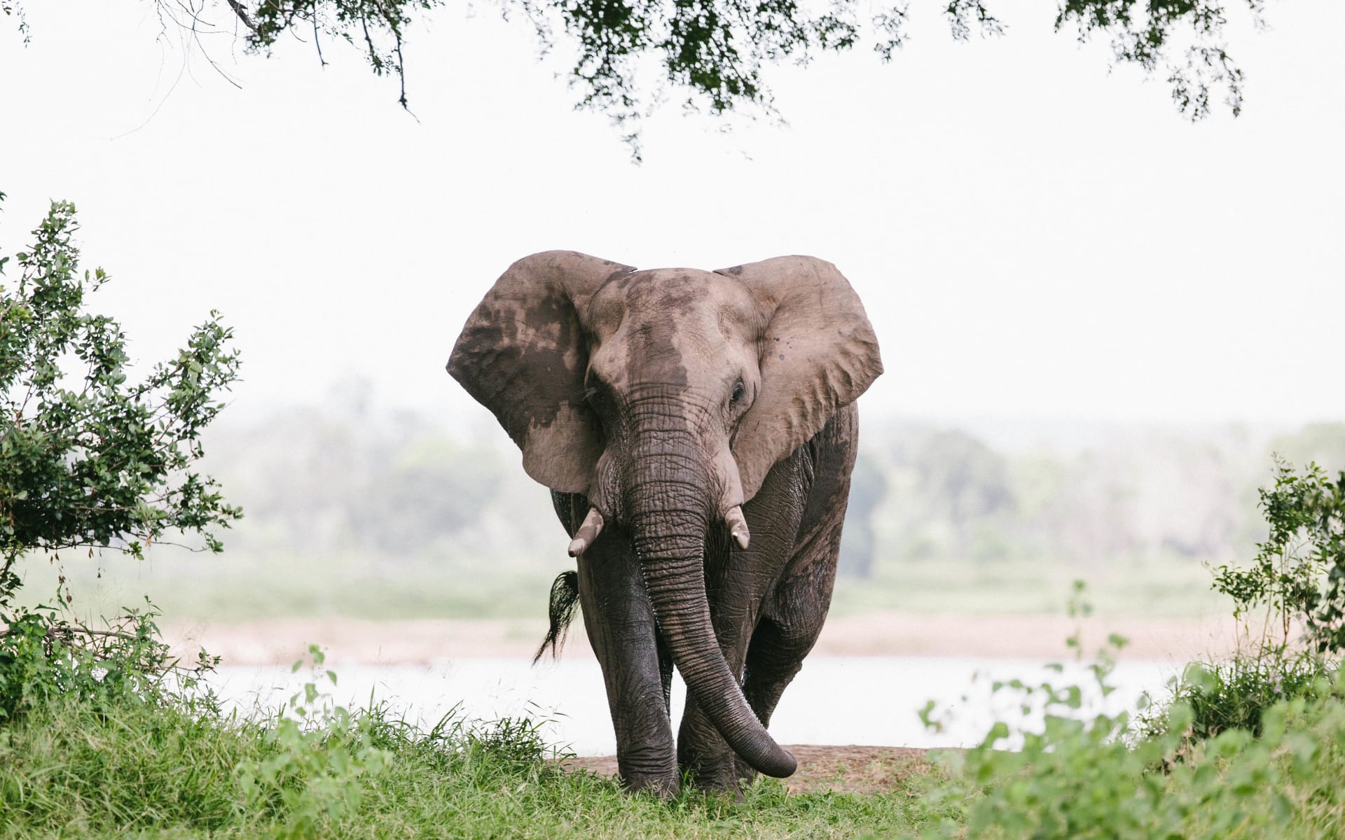 Zimbabwe_elephant