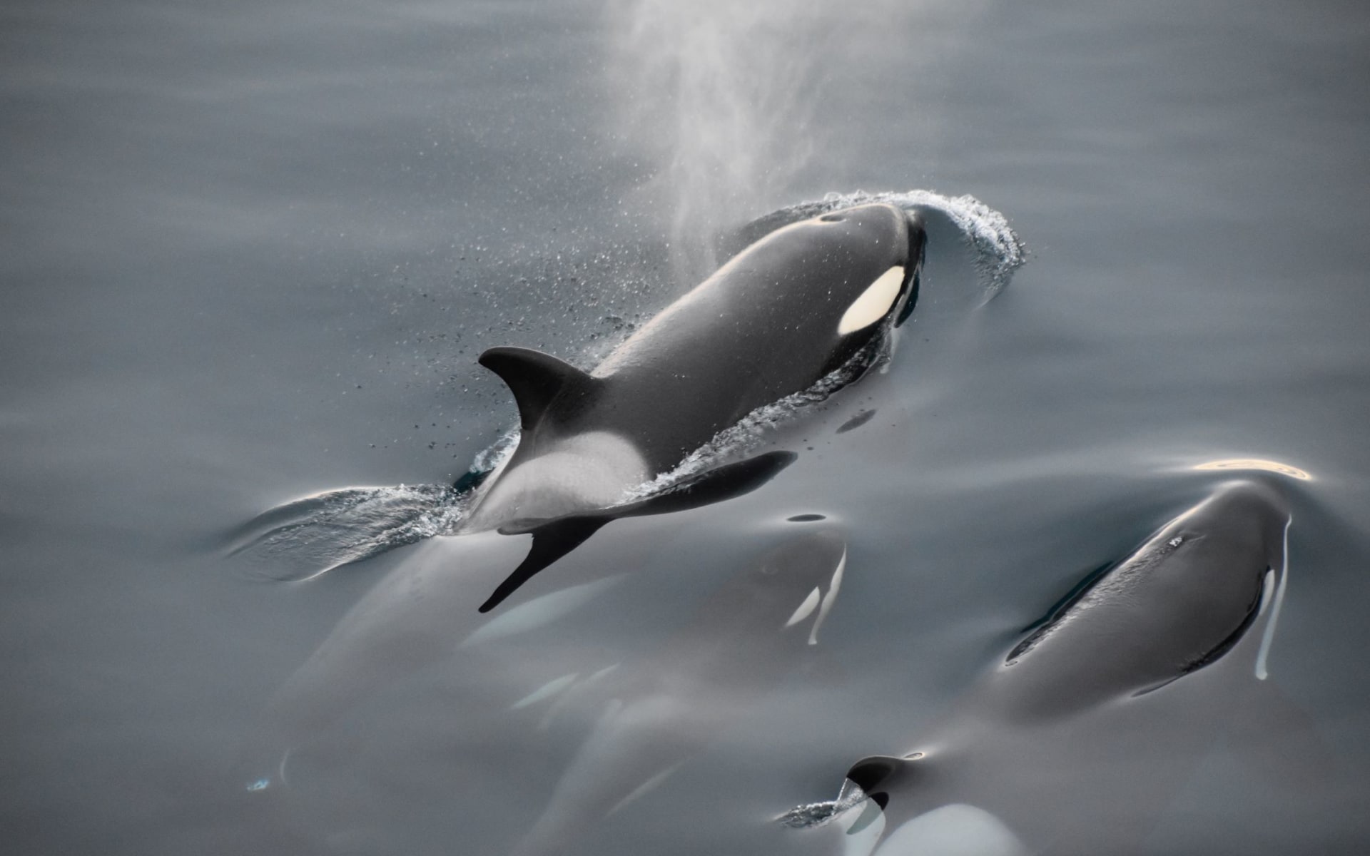 antarctica_orca_whales
