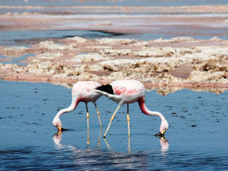 atacama_flamingoes_unsplash_s1wkle