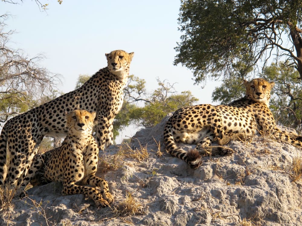 botswana_cheetah-2