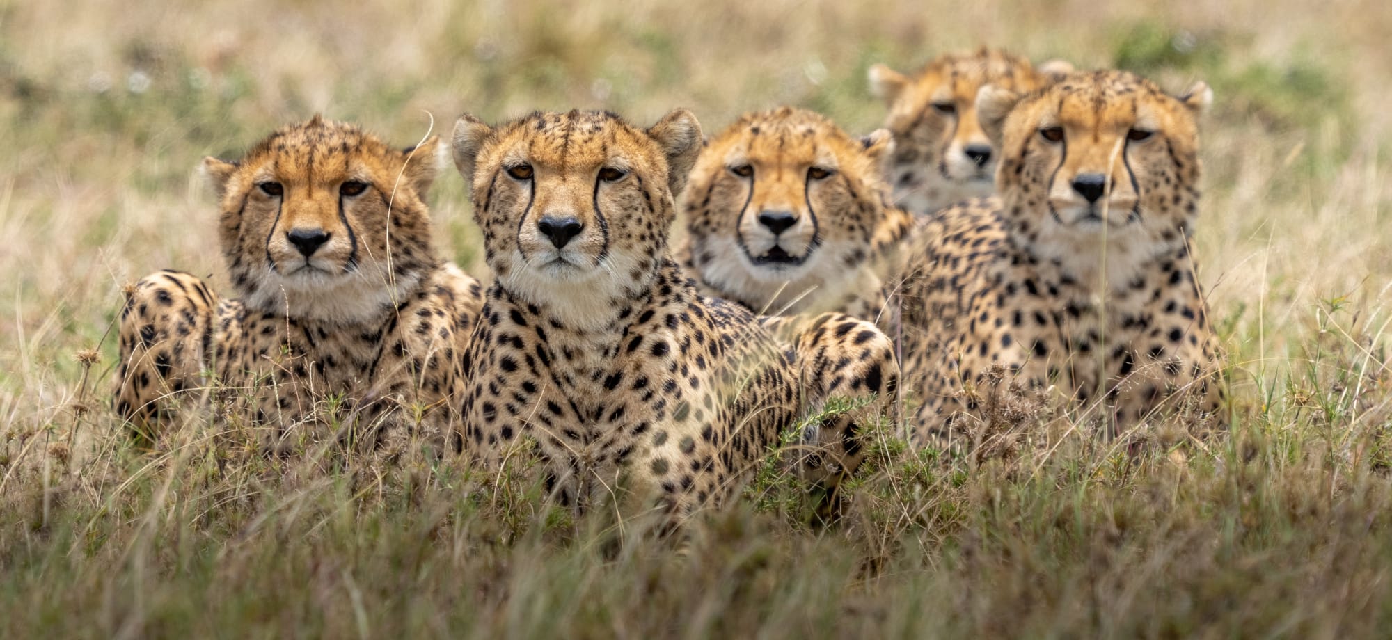 Five leopards sit within the African bushveld. 