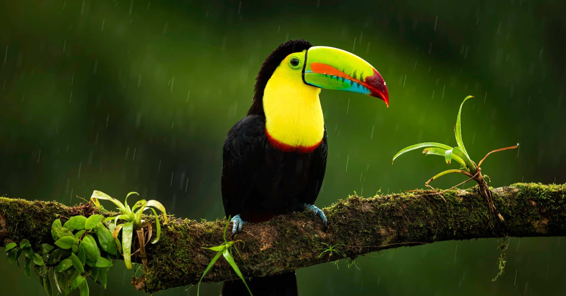 10 of the best places to observe wildlife in Costa Rica