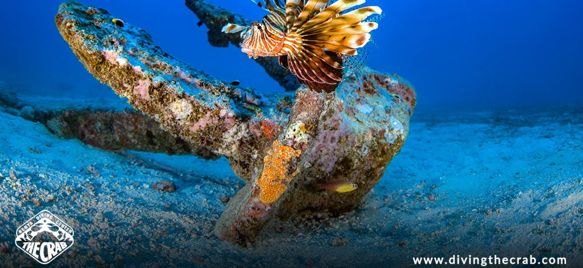 A lion fish is swimming in the ocean. 