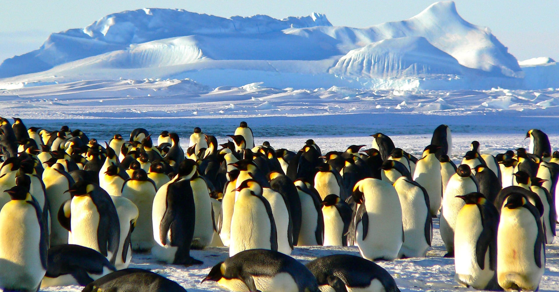 Responsible Travel Guide: Antarctica
