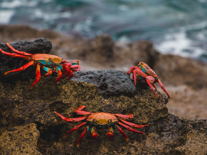 galapagos_wildlife_cruise_crabs_dskxpl