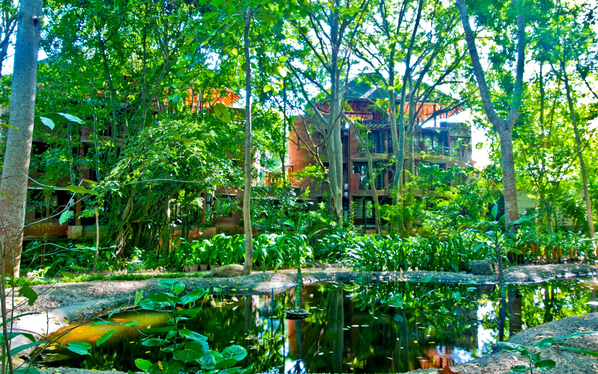 A pond is surrounded by tropical foliage, ahead of the main resort building.