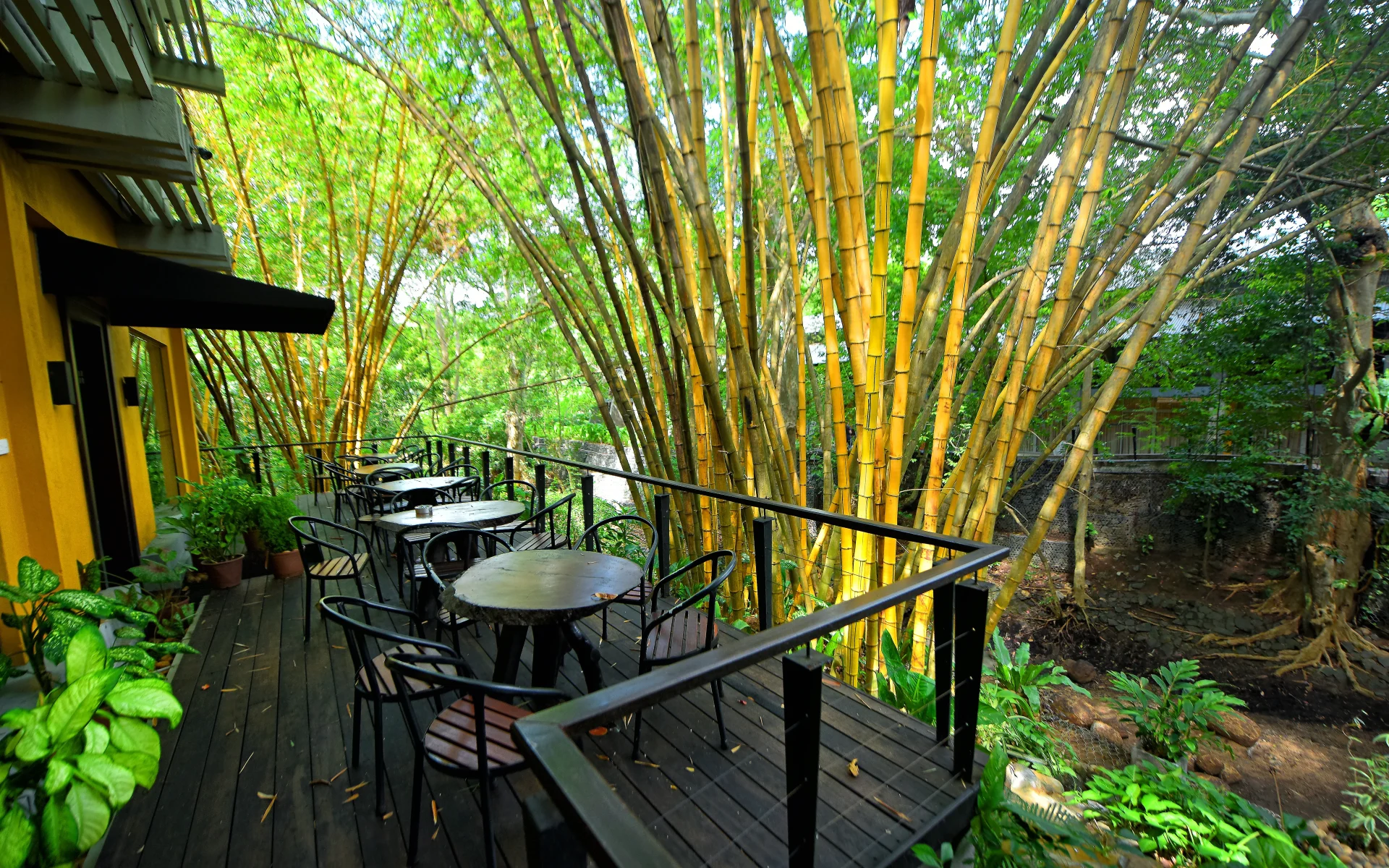 The Gala Bar opens up onto a veranda surrounded by towering bamboo.