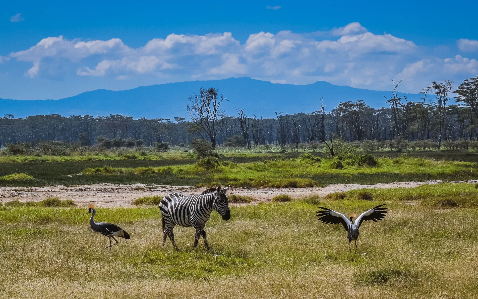A zebra wanders the plains of Nakuru Lake National Park, neighboured by two large birds.