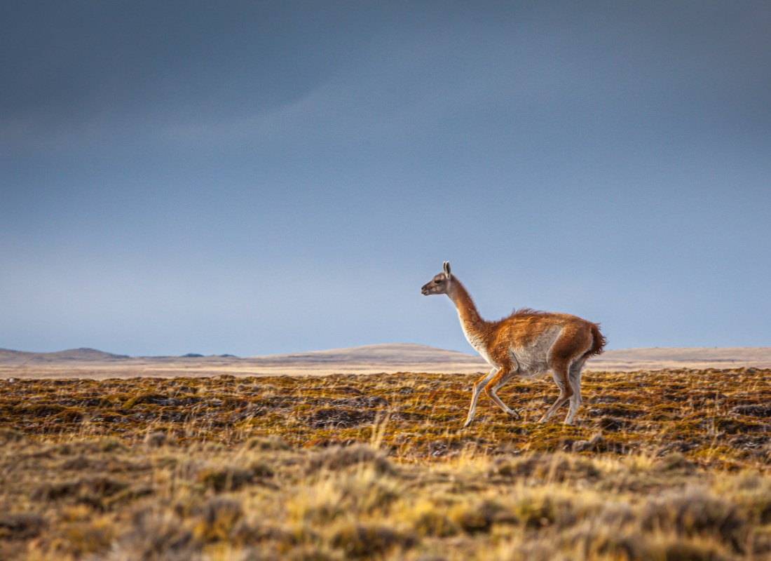 A guanaco llama is waking across an open field. 