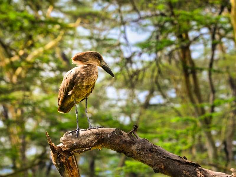 hammerkop_nakuru_unsplash_t679qb-1