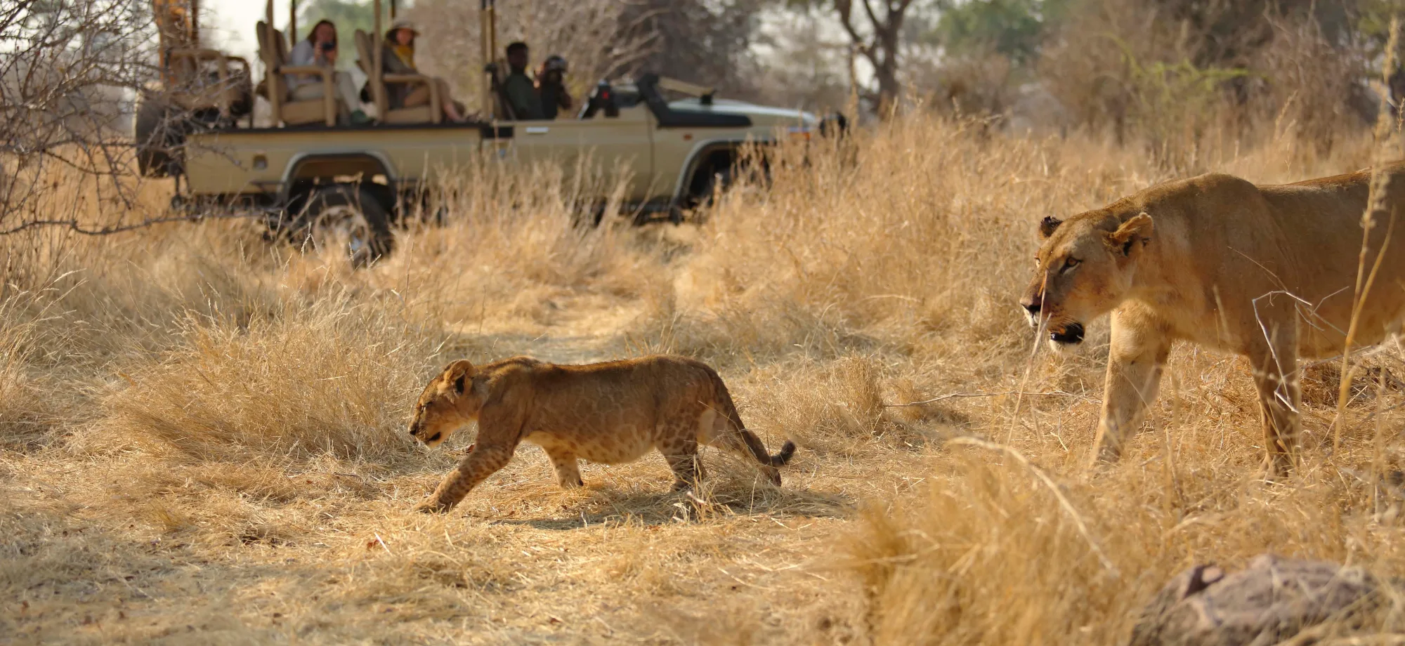 A group of people are in a 4x4 jeep in Ruaha National Park observing a lioness and her cub.