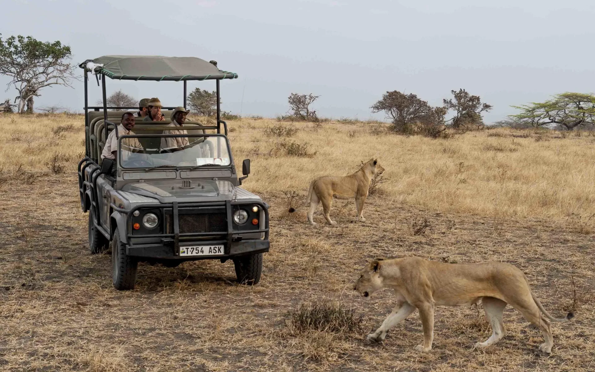 A 4x4 game vehilcle drives up-close to a pair of lionesses as they wander the Nyerere plains.