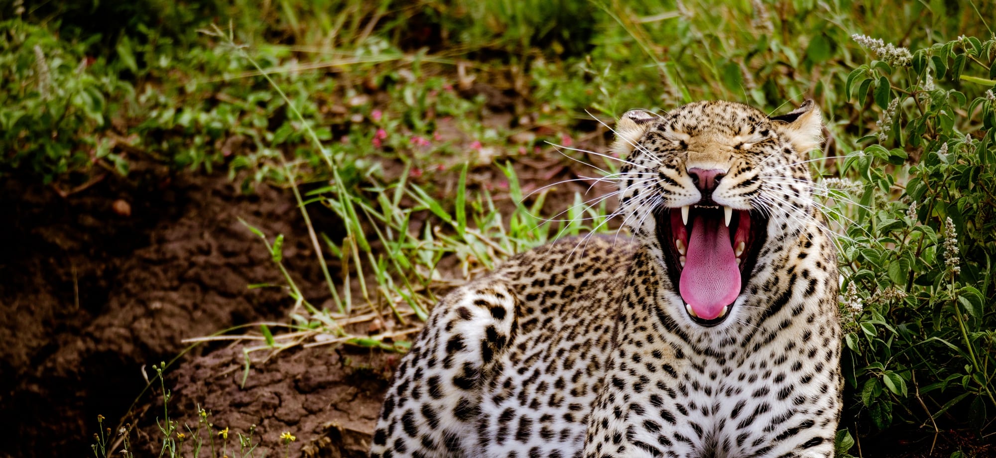 leopard_serengeti_unsplash_nvttbl